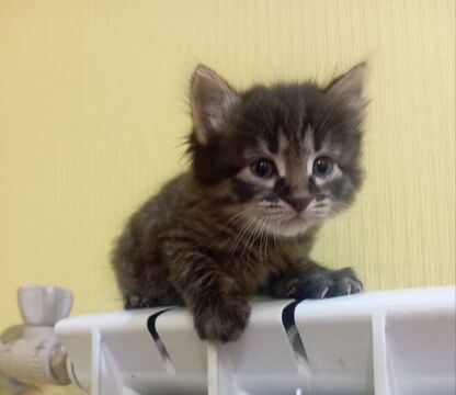 Личный архив автора