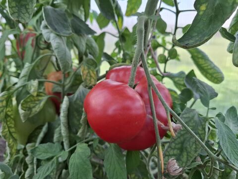 Личный архив автора