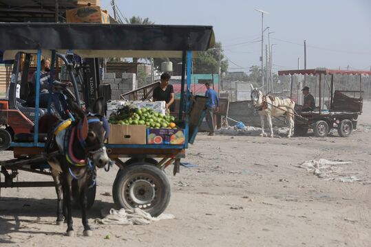 Ashraf Amra/Globallookpress