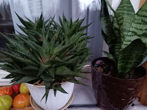 Личный архив автора