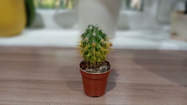 Личный архив автора