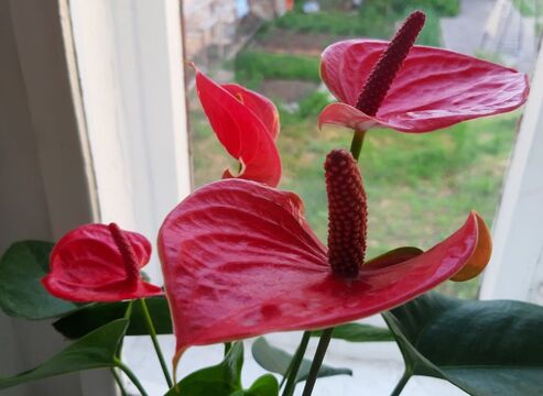 Личный архив автора