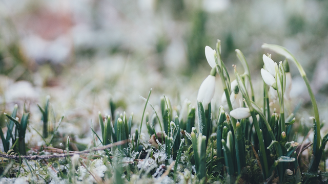 Annie Spratt/Unsplash