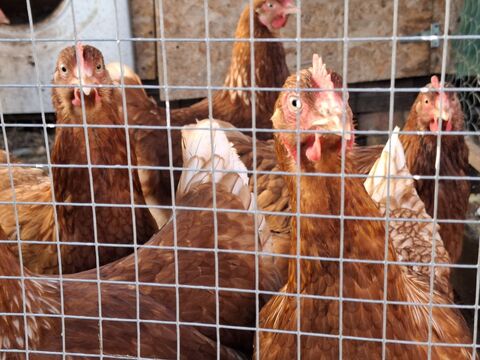 Личный архив автора