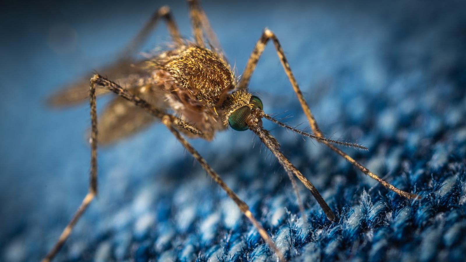 Почему комары кусают