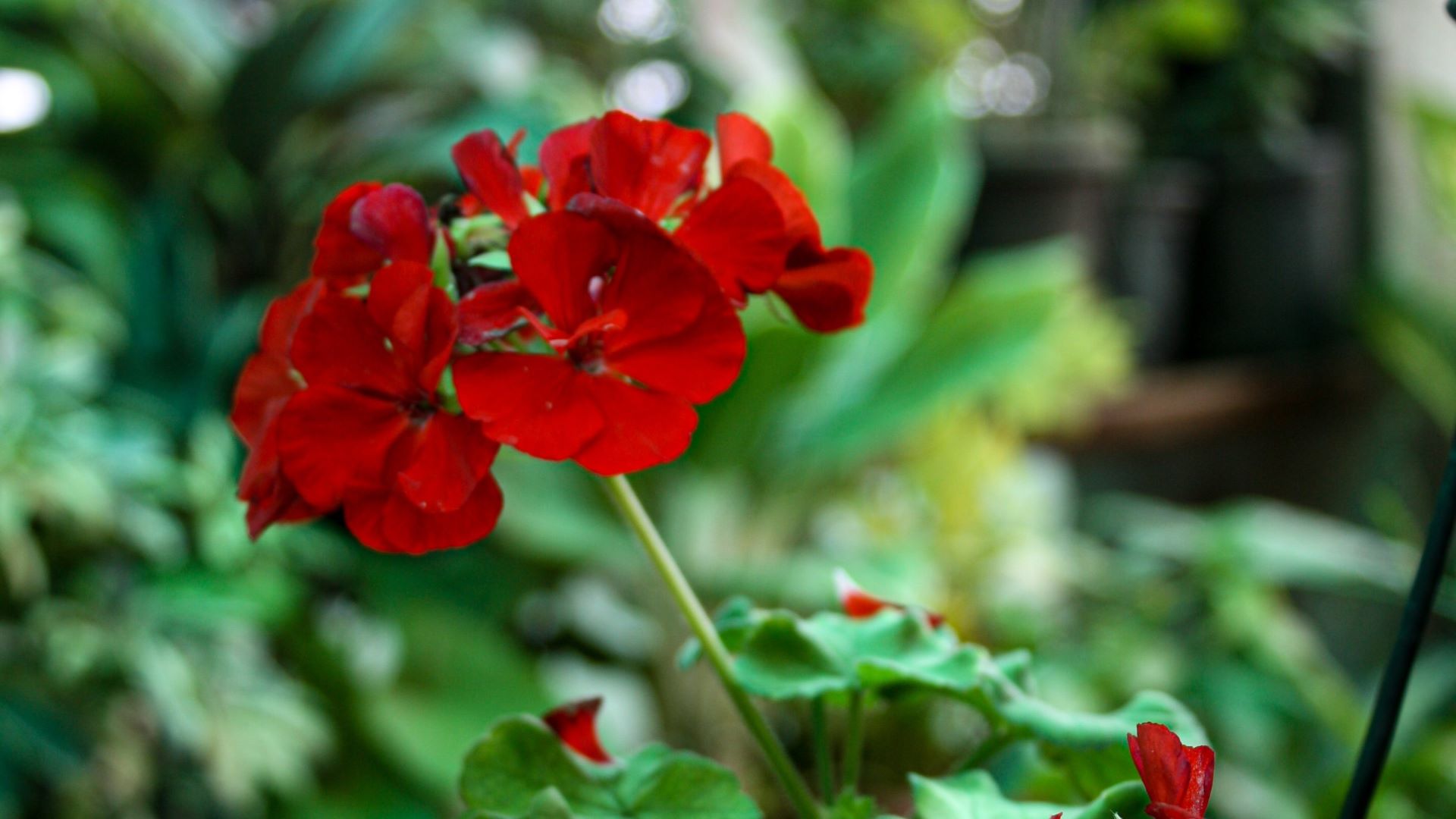 Герань с одной стороны цветет, а с другой облысела: причина не в поливе ...