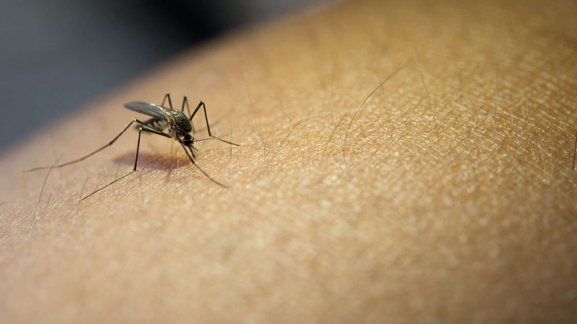 Зуд пройдет моментально: этот легкий способ поможет дать отпор комарам